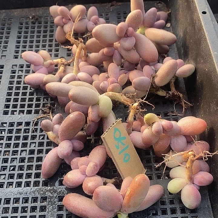 奔****无花朵0510号一物一拍糖果