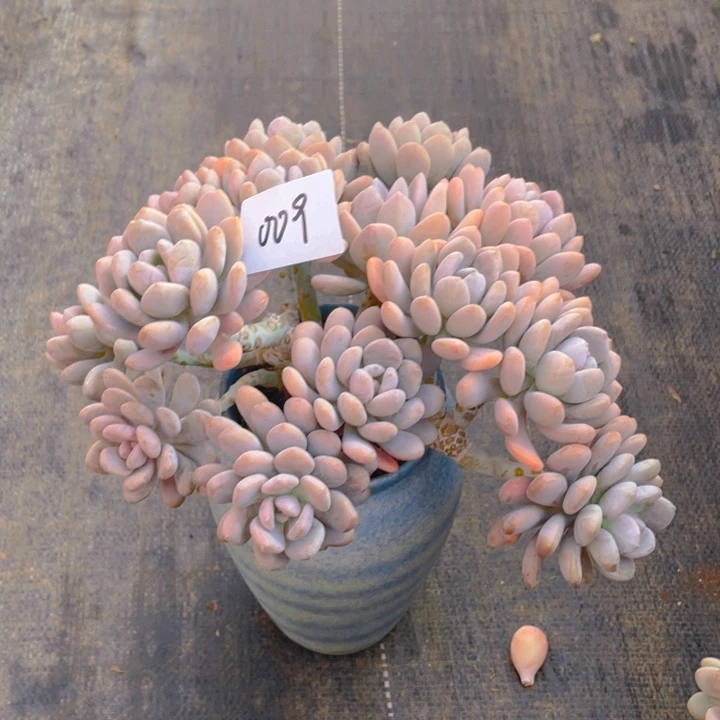 @*琴谢谢你的支持0000009