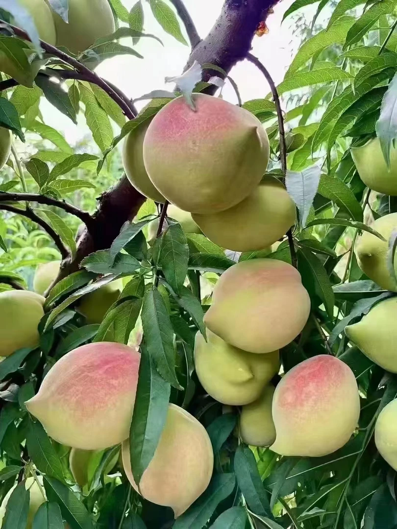 （送半斤）正宗鹰嘴桃新鲜现摘顺丰包邮