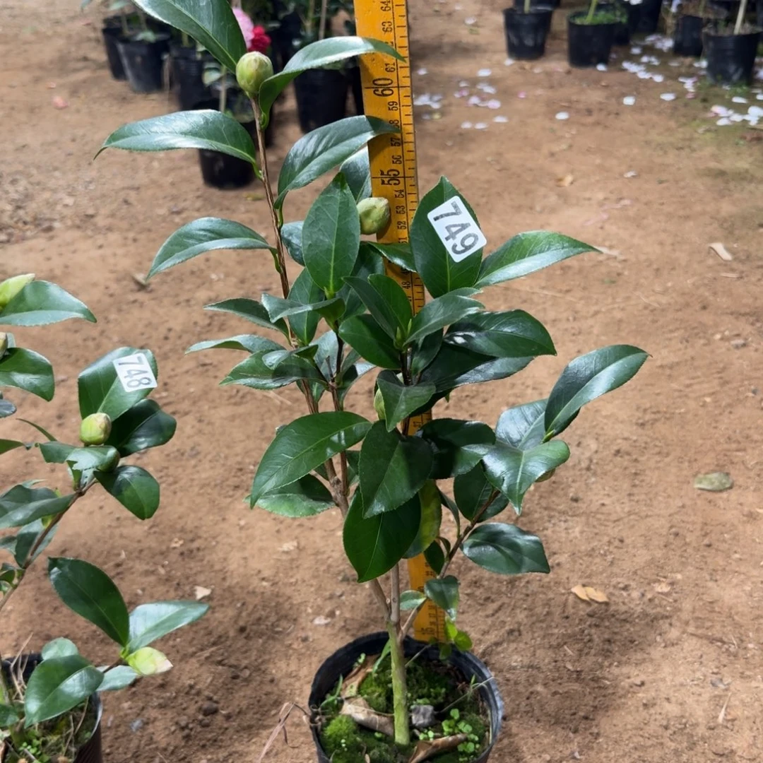 少量花朵（建议范围：2朵-5朵 或40%以下）749