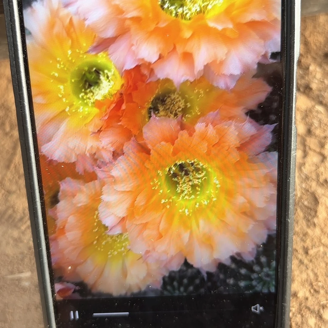 069彩瑕痴侧牙20包邮仙人球