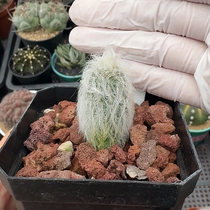 45号白毛虾仙人球