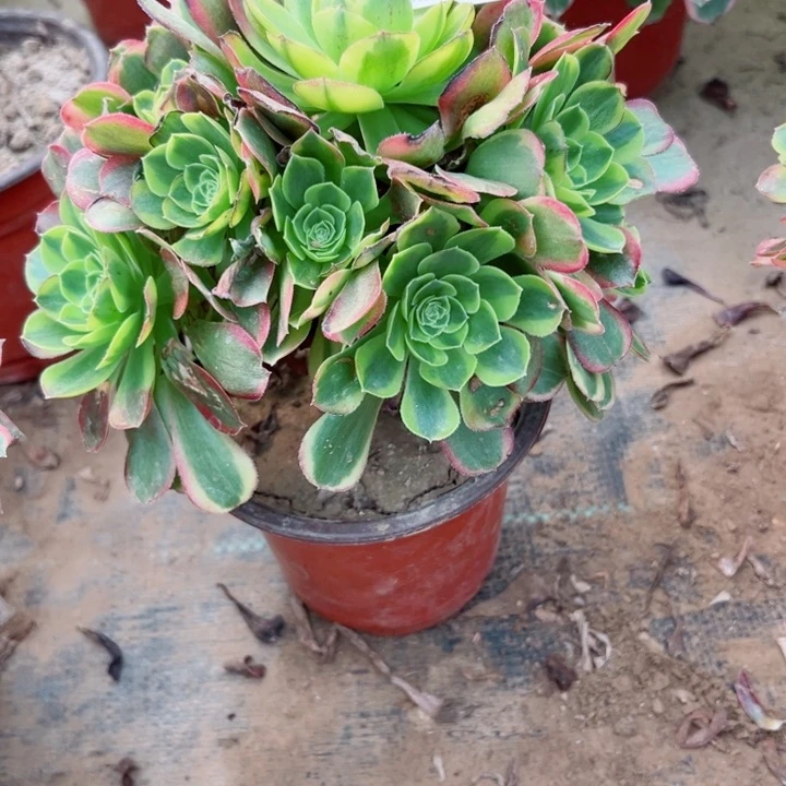 241奶白多肉植物