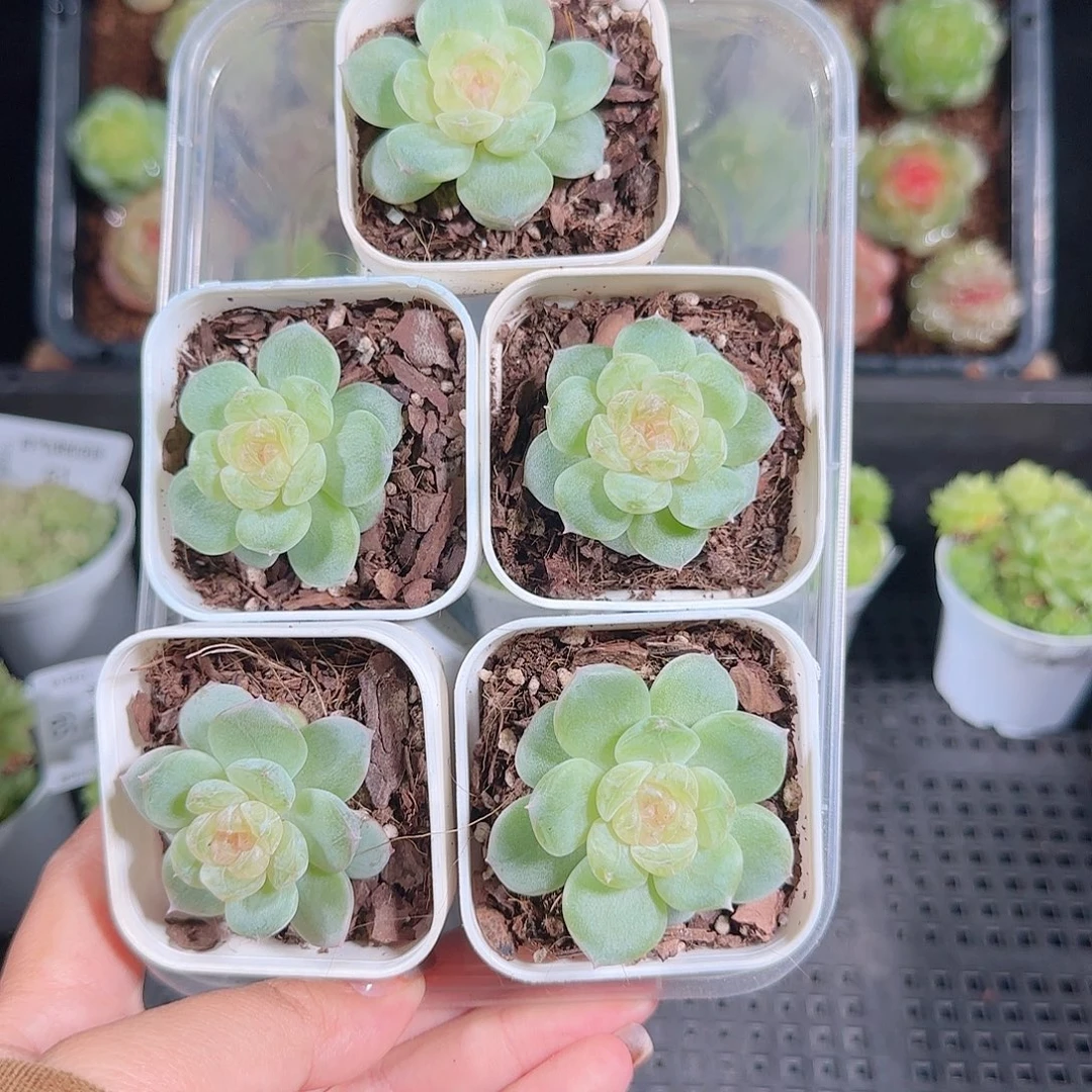 1018---72若画任意一颗发一物一拍