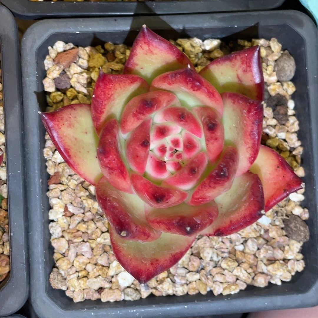 多肉植物一物一拍