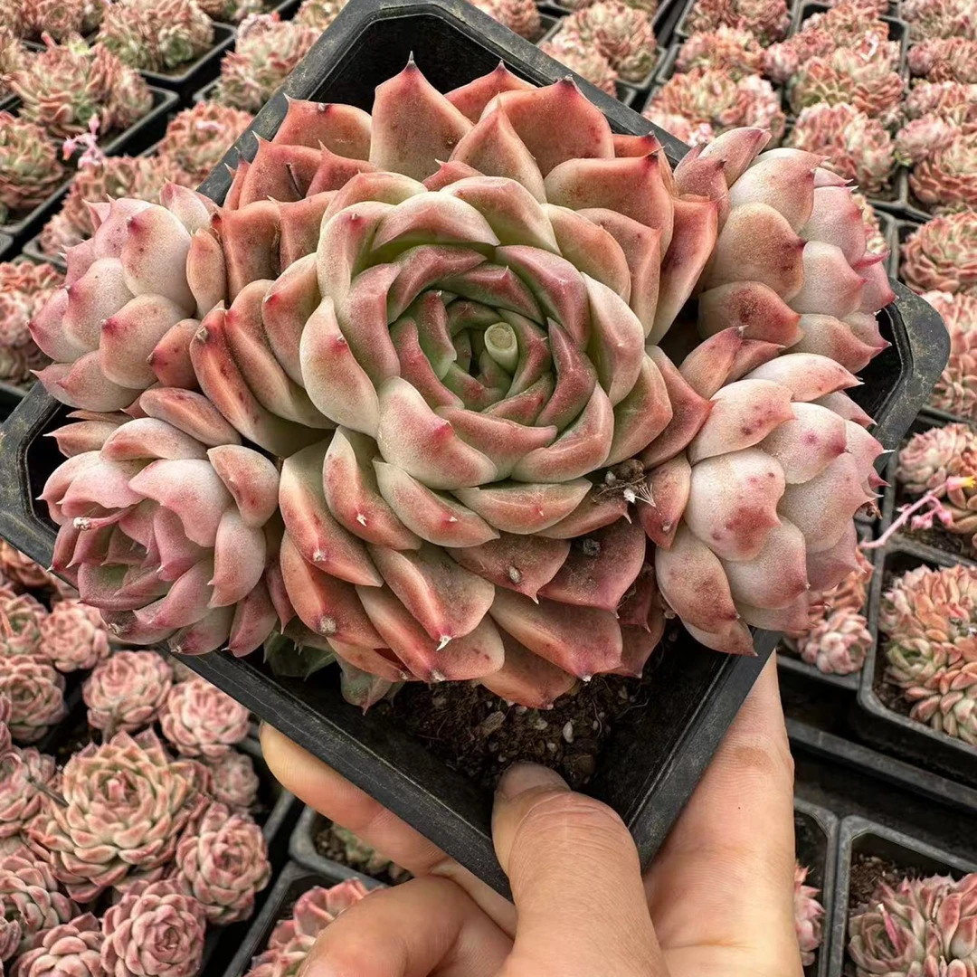 12#绯牡丹5.1劲爆宠粉版多肉植物   前男友精品多肉SM0066