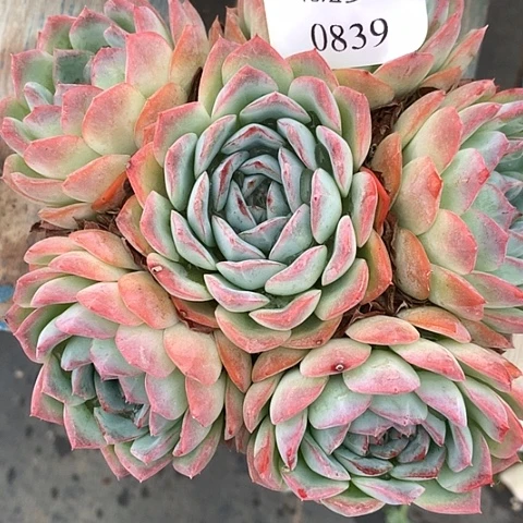 无***忍0839一颗下播福利888888