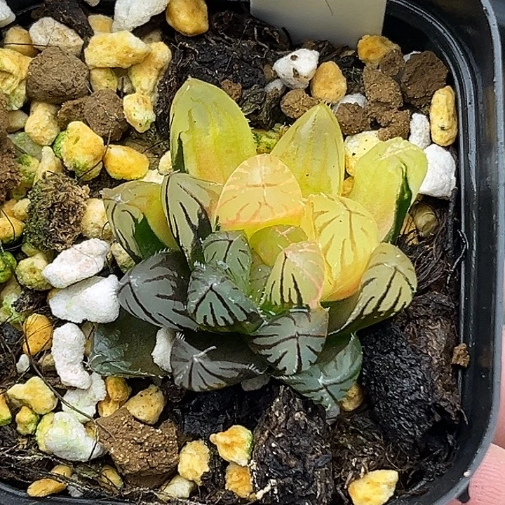 130霓虹灯头家多肉十二卷