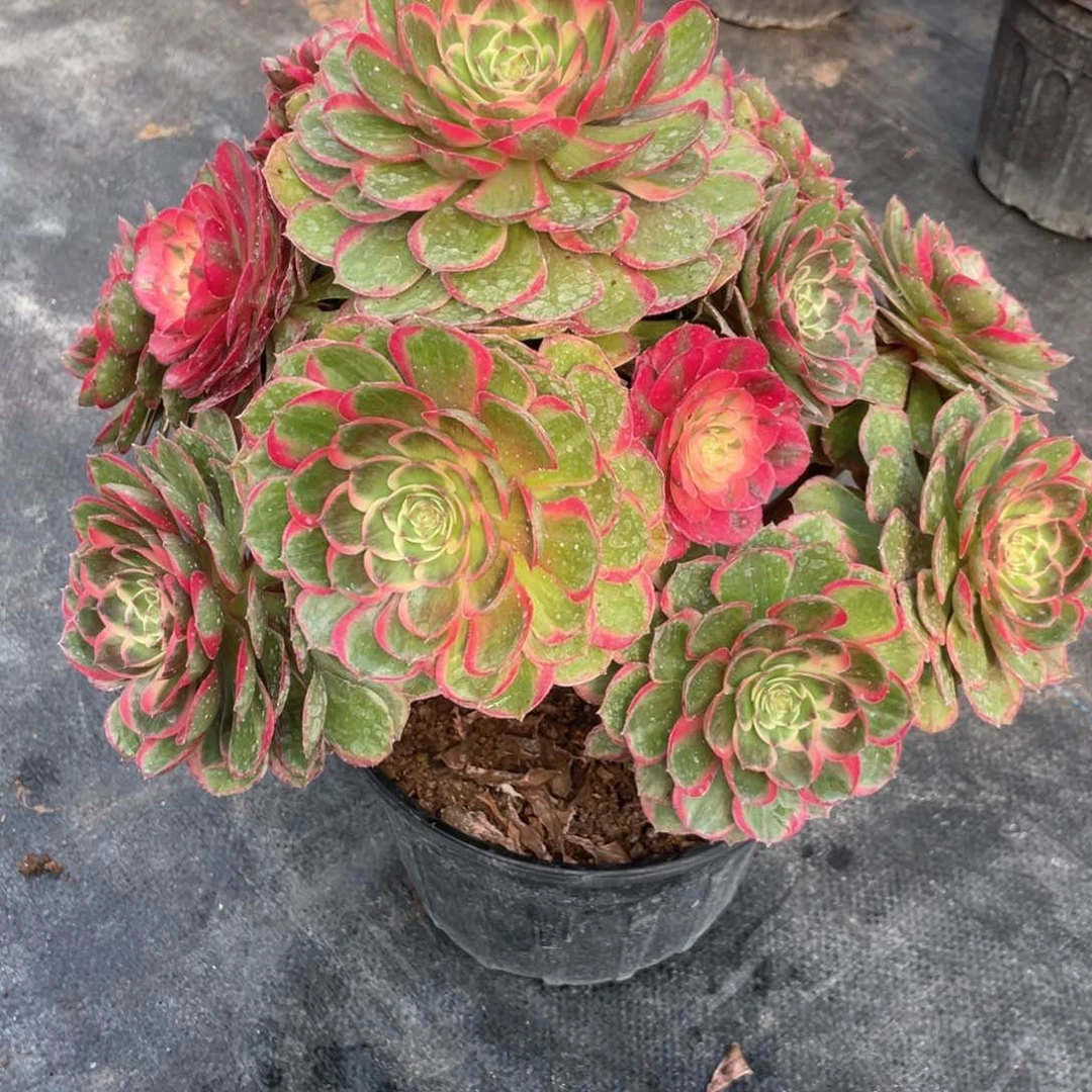 粉花妖老桩手捧138