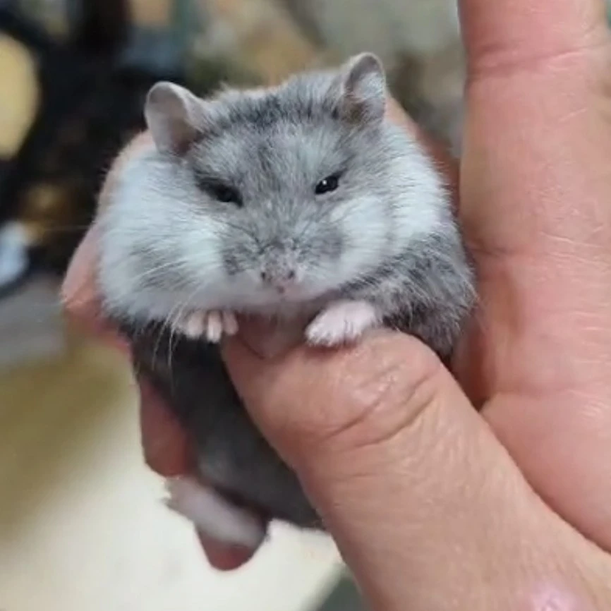 陈陈陈的熊铺一线坎贝尔系列丁香巧蓝黑卷毛直毛