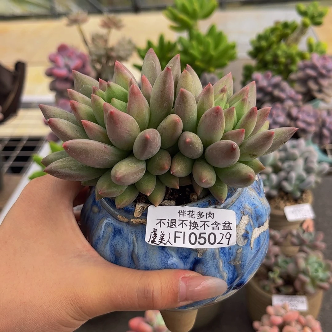 050-虞美人多肉11cm