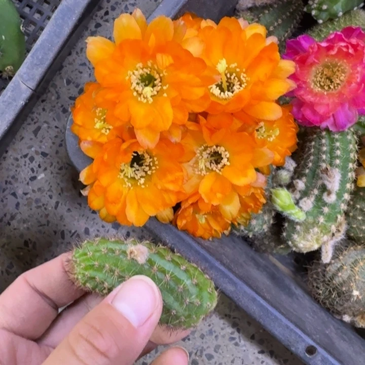 207白檀黄金3个无根侧牙小，20包邮