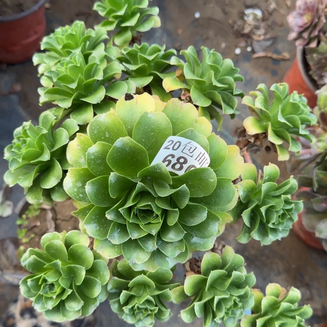 蓝色妖姬686满20包邮断枝不包