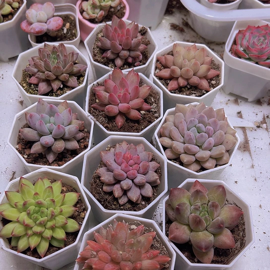 美人组合10盆八角盆