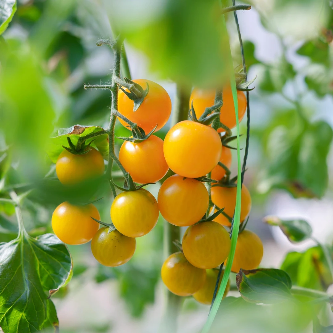 五彩小番茄，酸甜爆汁，0农残0添加，现摘现发，顺丰/京东包邮