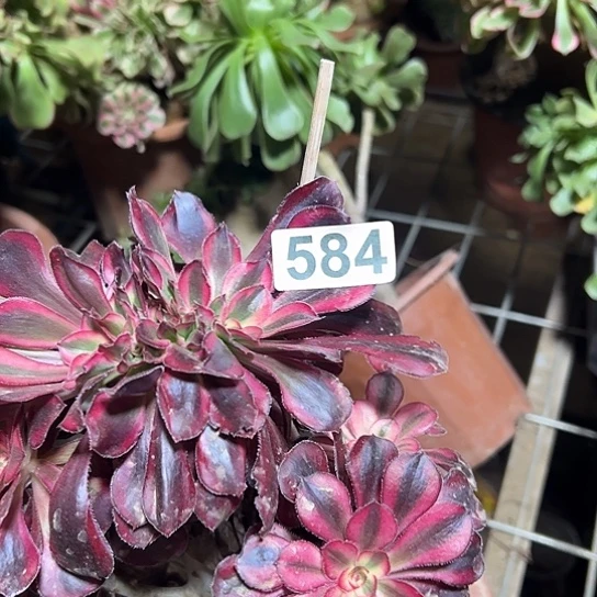 陈***彤多肉植物一个香584