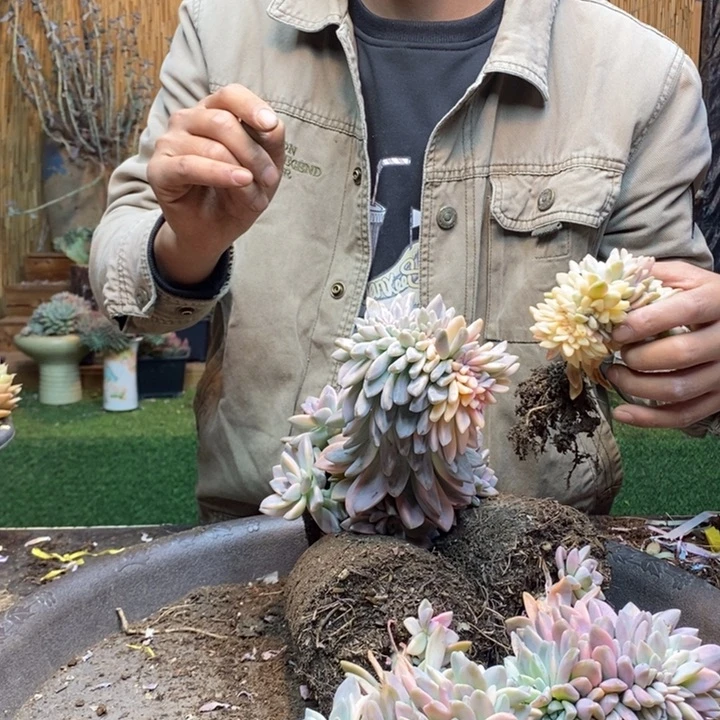 淡雪锦多肉植物量拍
