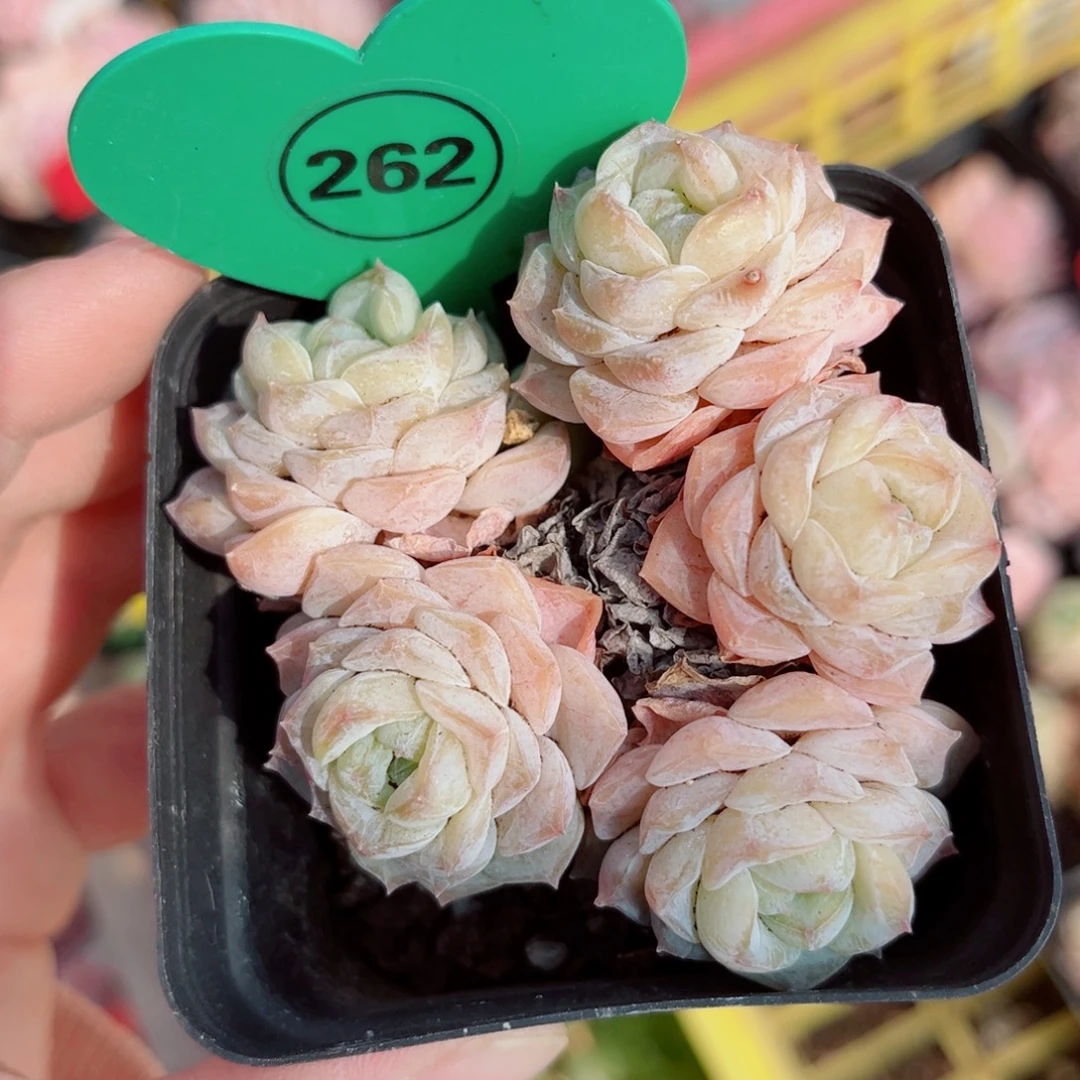 262号小老桩玉凝群