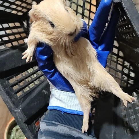 豚鼠奶黄色英短荷兰猪弟弟