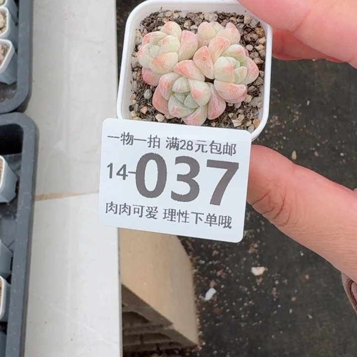 冰玉无盆土发货多肉多