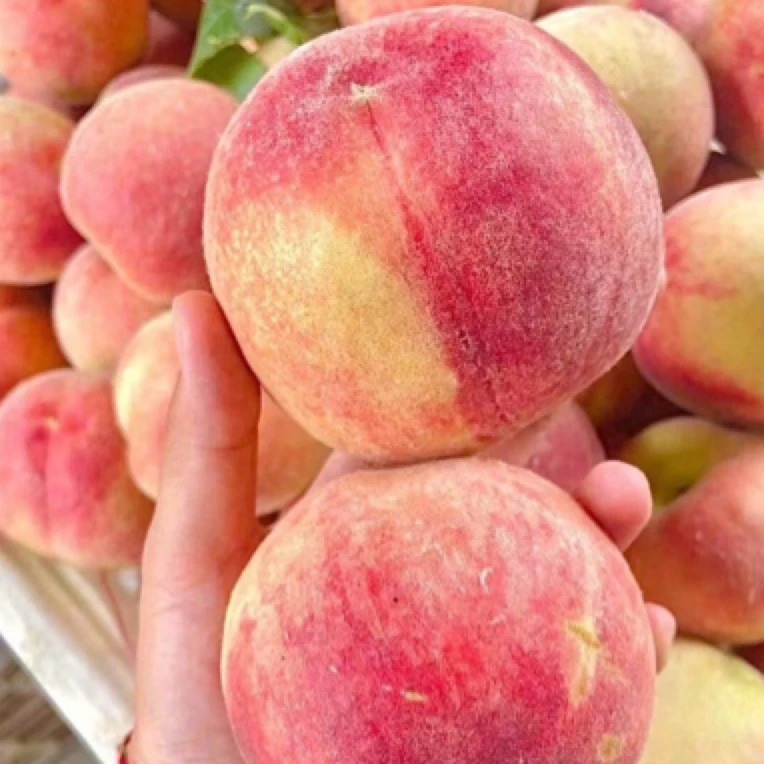 【脆甜突围毛桃】约1000克左右/约3-5个/份山东省