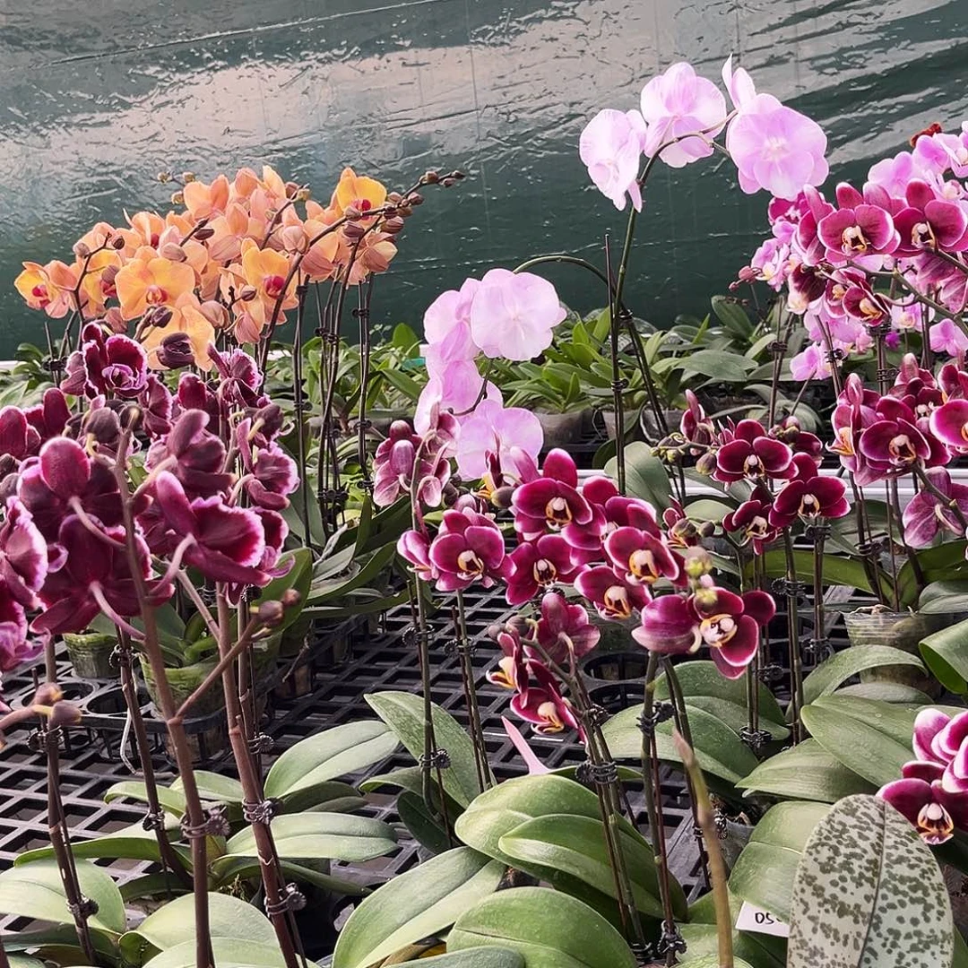 大部分花苞少量开放单