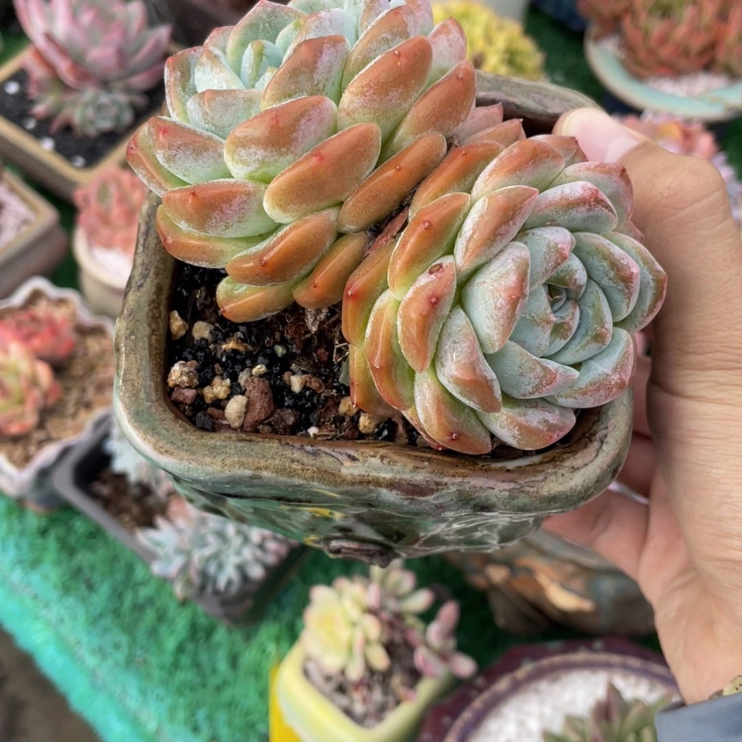 多肉植物盆栽多肉植物