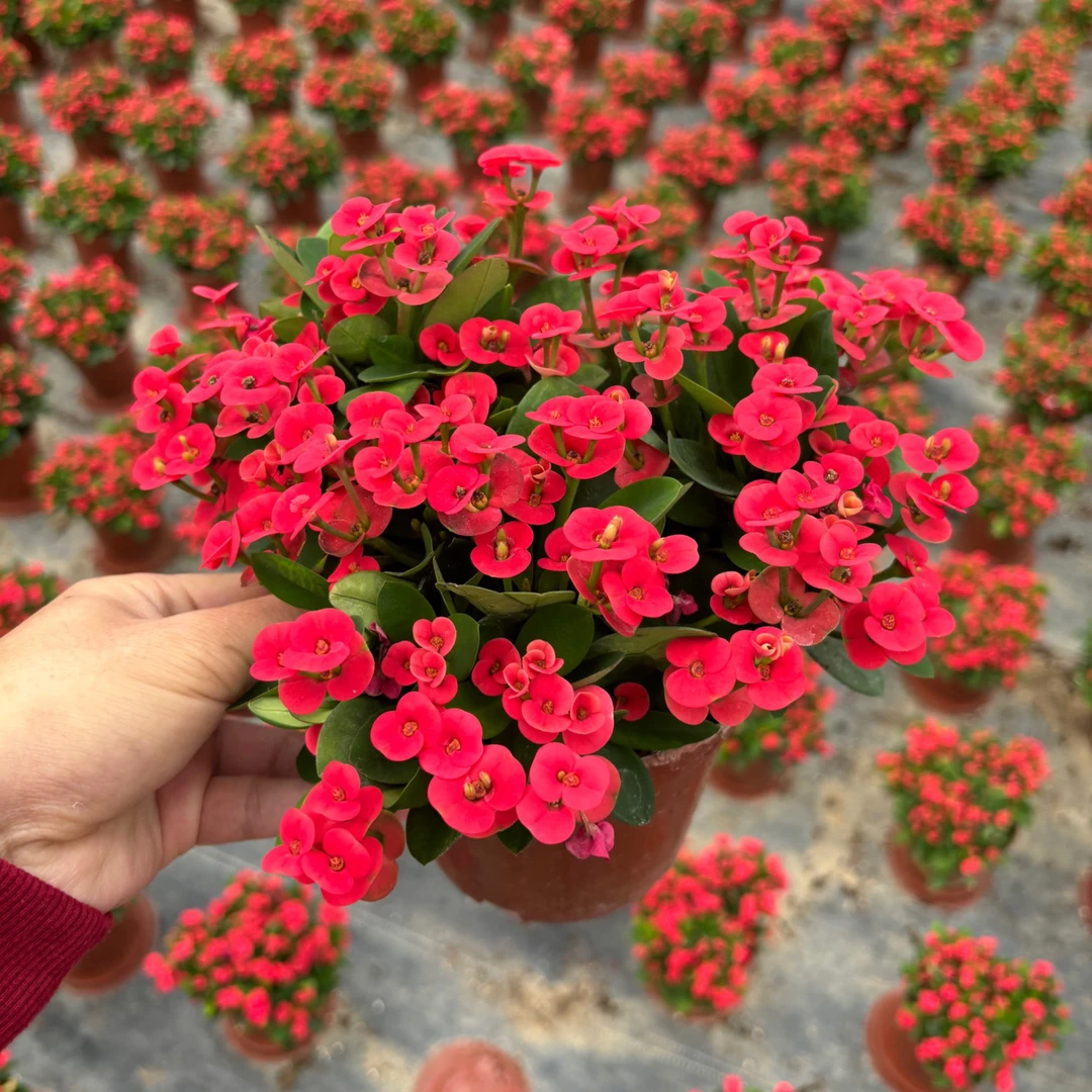 【一物一拍】红色精品虎刺梅铁海棠四季开花绿植花卉一盆三苗