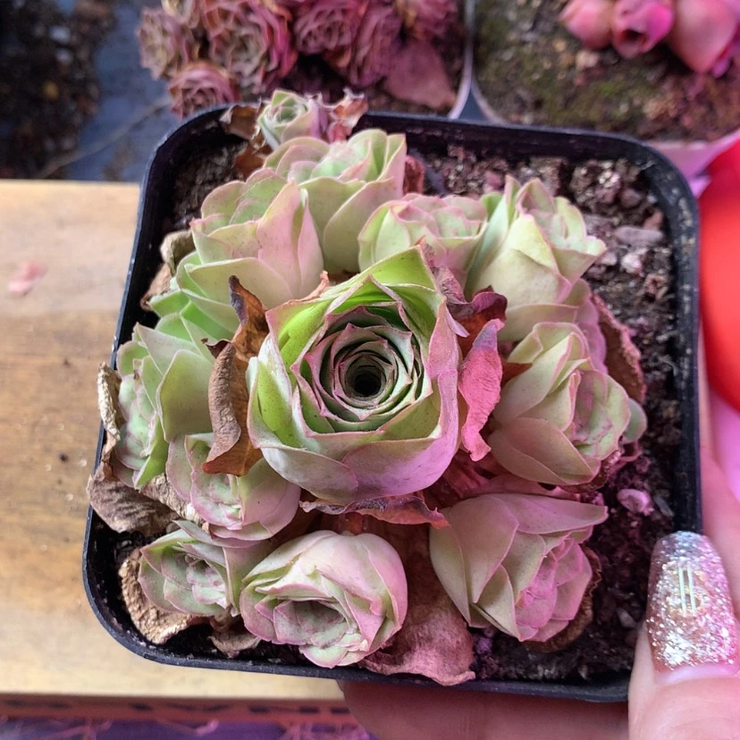 【闪购商品】紫芙993