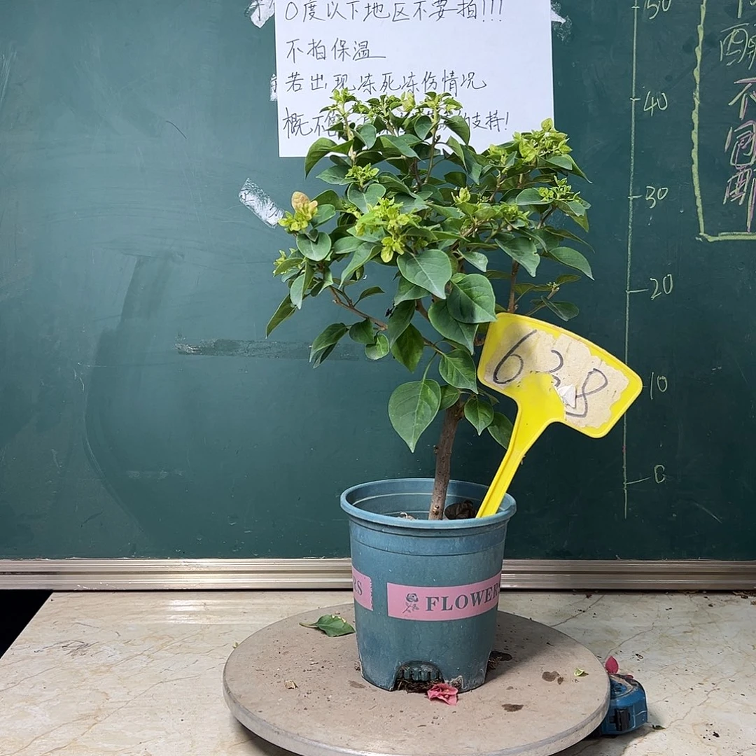 完全开放 粗杆 暗斑五宝  638