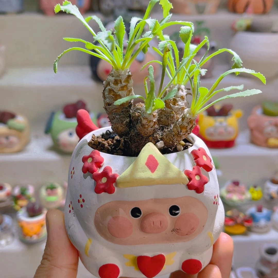 014刨花厚敦菊带盆土一套98