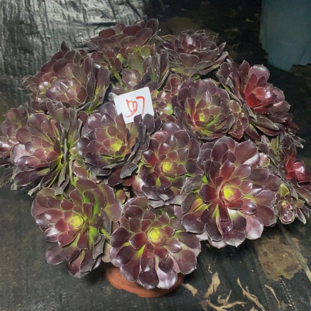 K*n507号荷兰玫瑰法师多肉