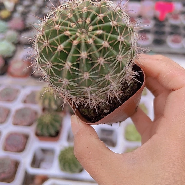 大球19包邮多肉植物
