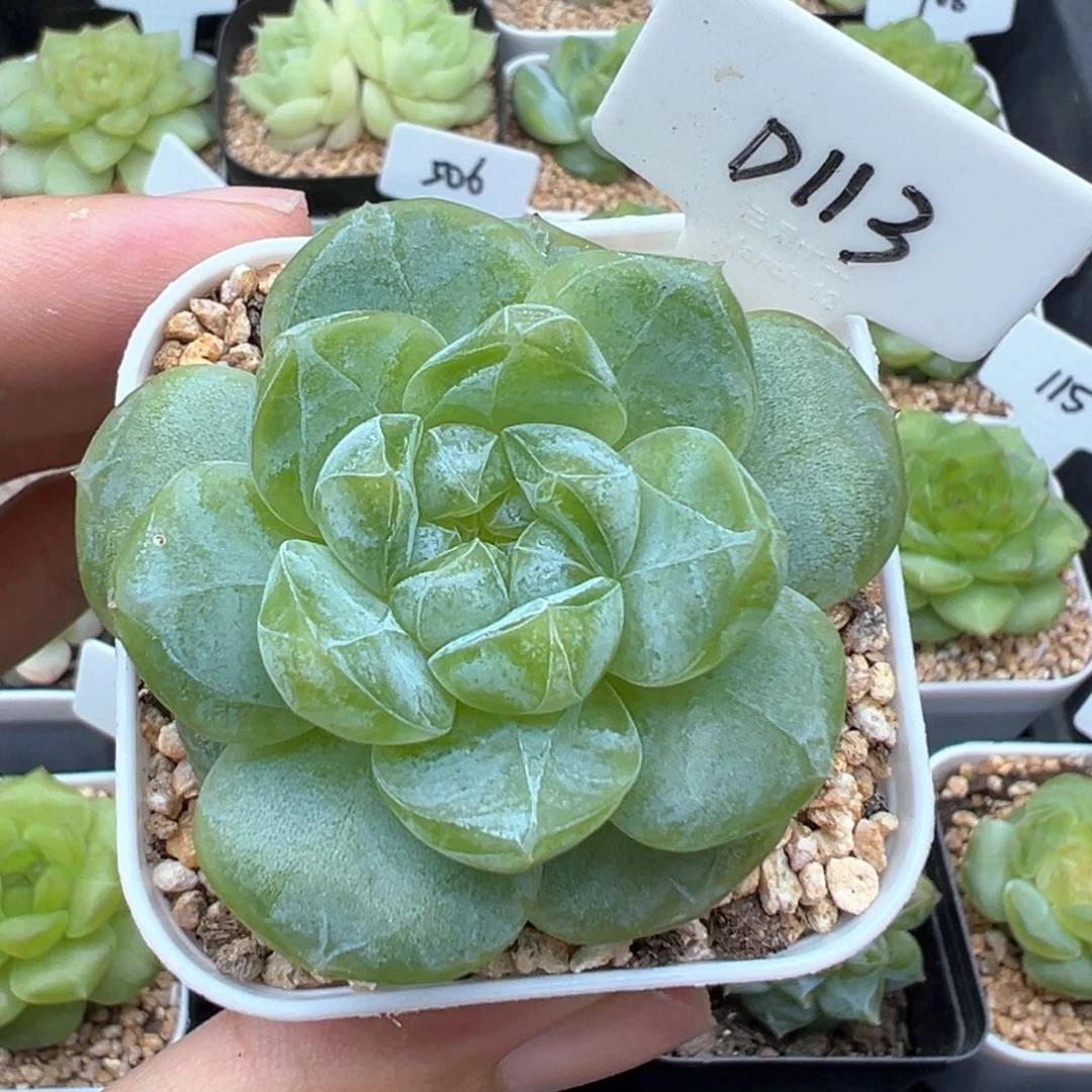 113号绿透暗纹包子脸