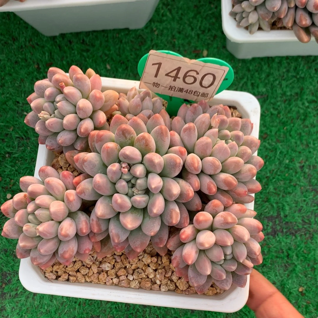 七彩奶糖老桩一物一拍