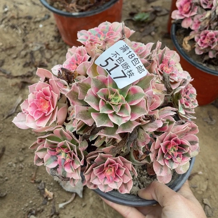 517粉女巫手捧1号棚