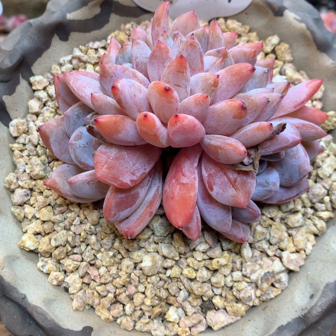 A74橙子缀 10厘米