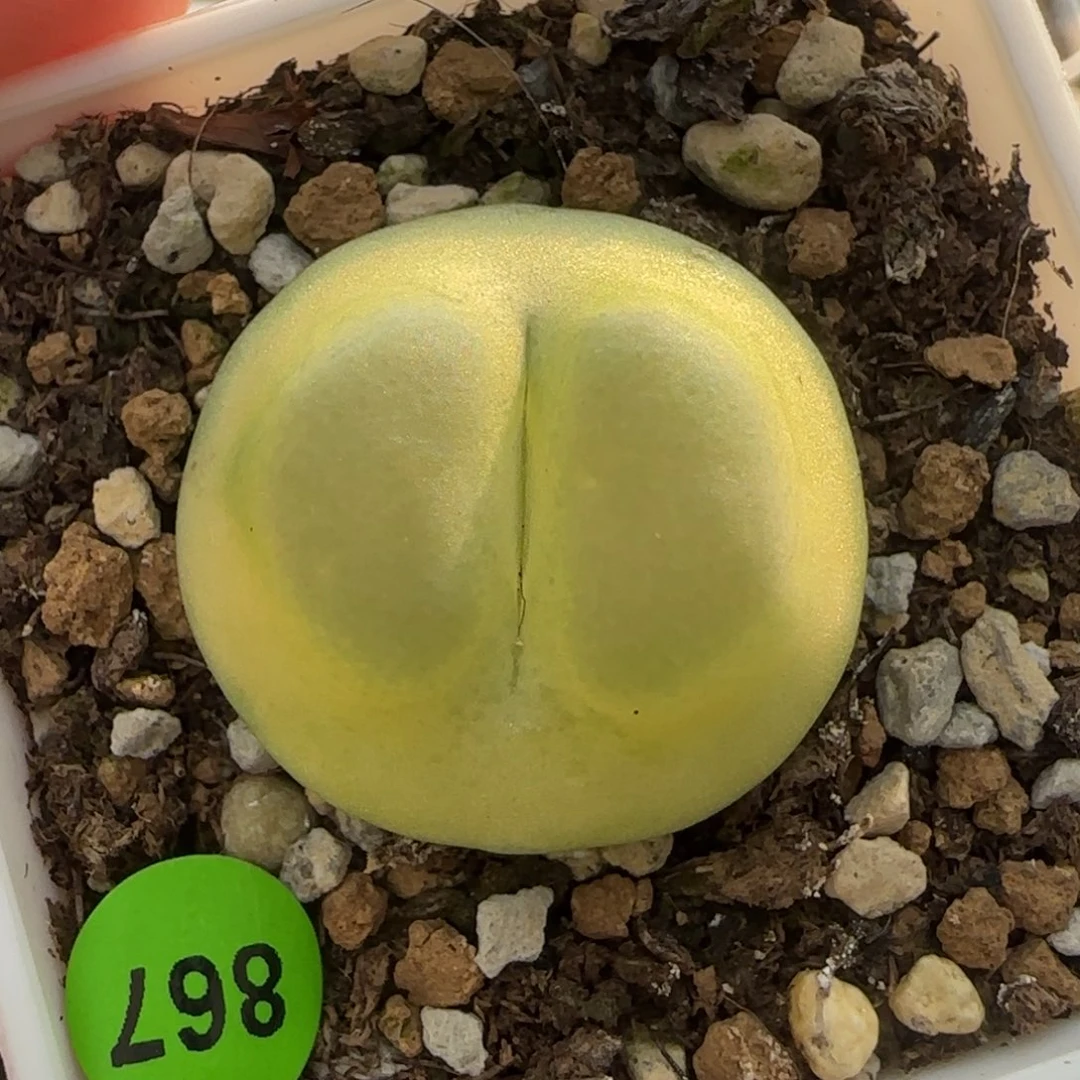 拉登2.6+多肉植物867