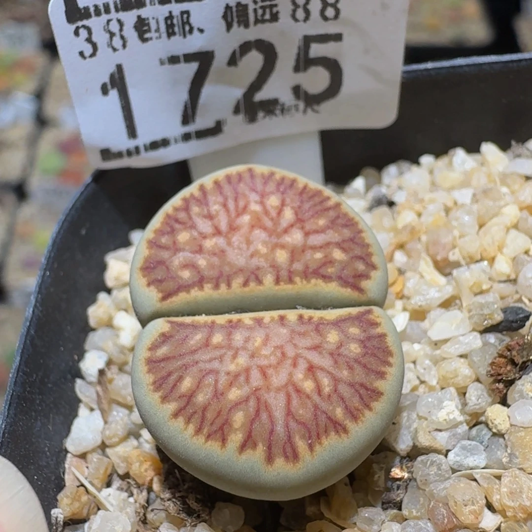 Ssss精品生石花1725黄绿菊