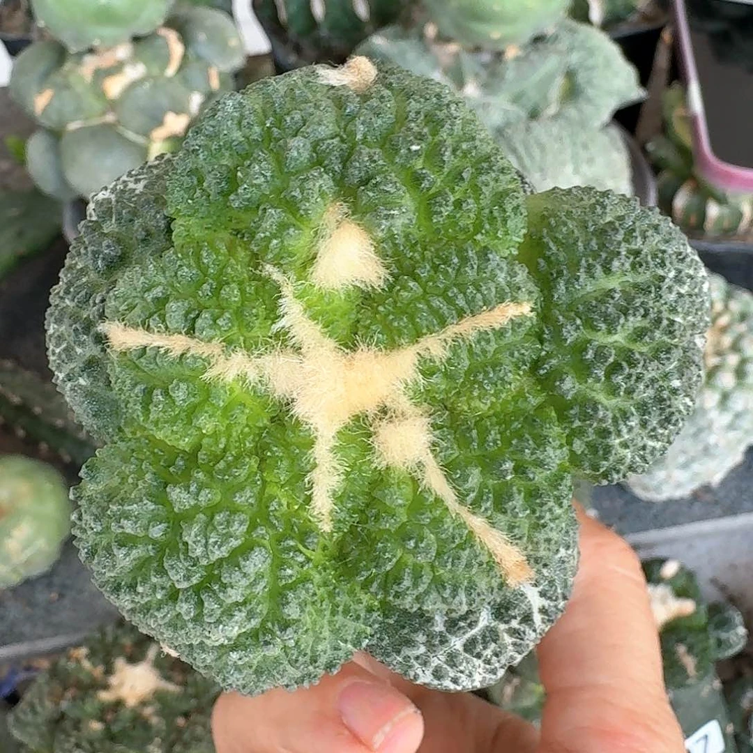 【闪购商品】无花朵川****烫大尤哥斯拉758