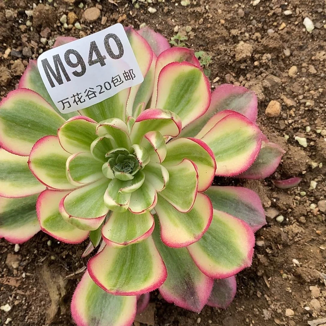 940倾城多肉植物