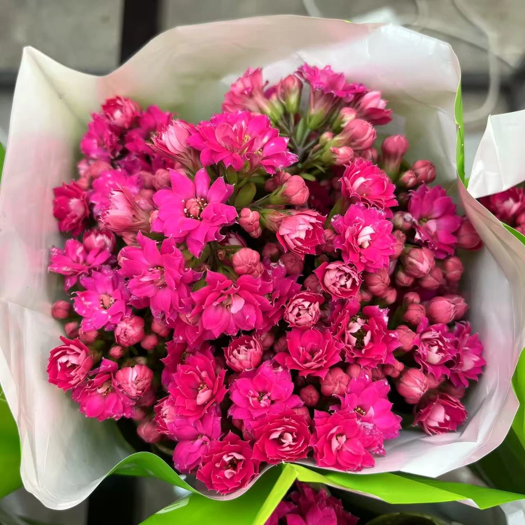 【新疆包邮】进口稀有品种长寿！紫滨