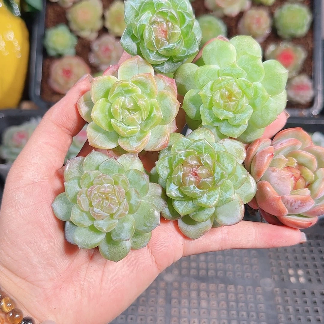 1011--70一物一拍