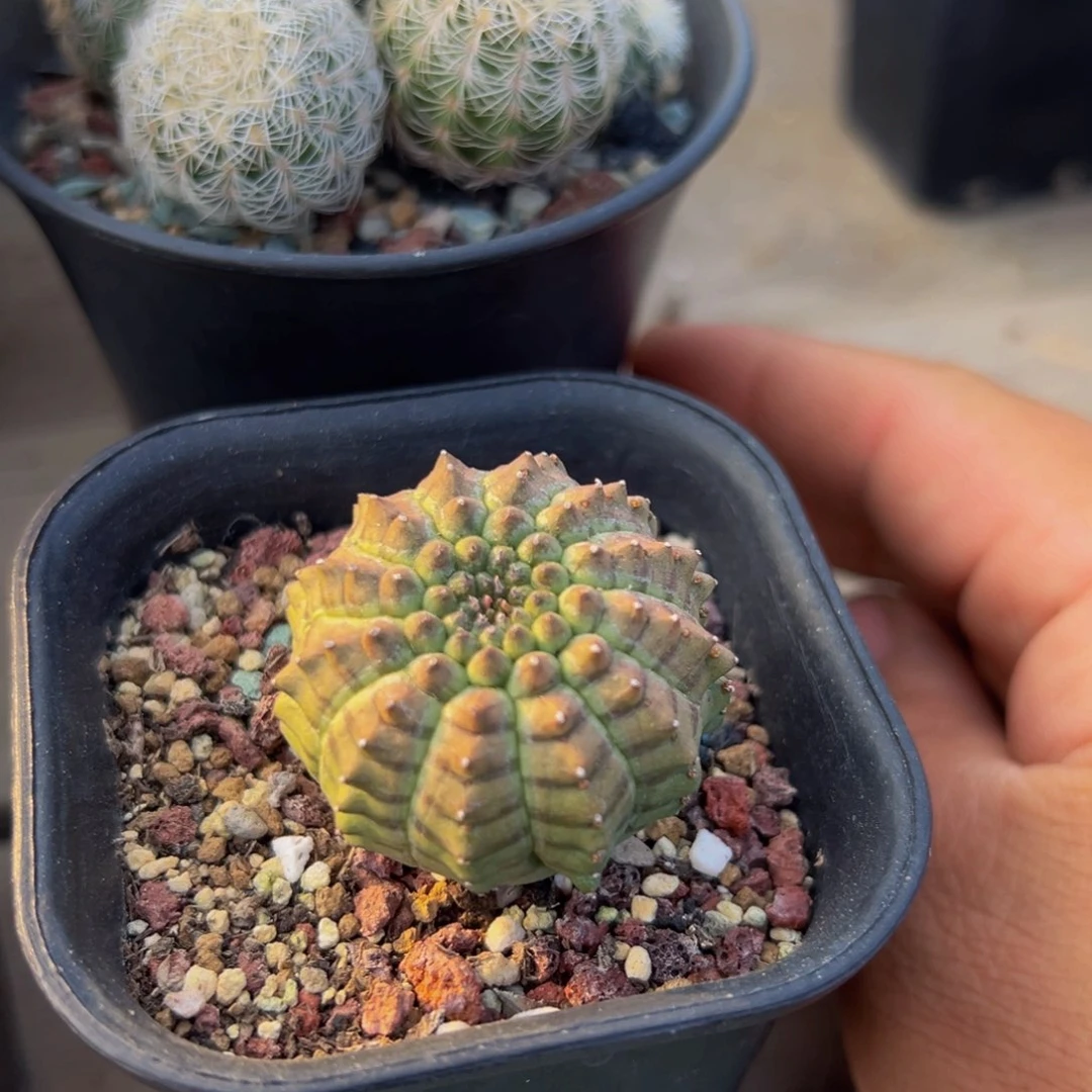 龟甲布纹球带盆土