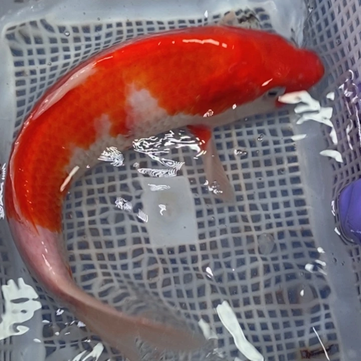 锦鲤冷水锦鲤包邮