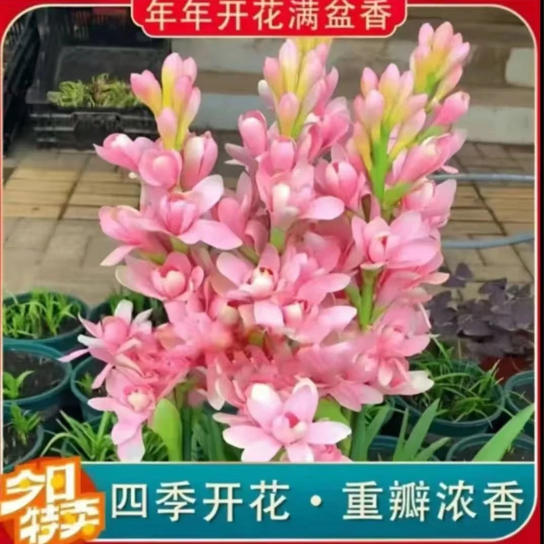 【拍一发三】重瓣晚香玉种球四季开花多年生盆栽花卉阳台种植FF