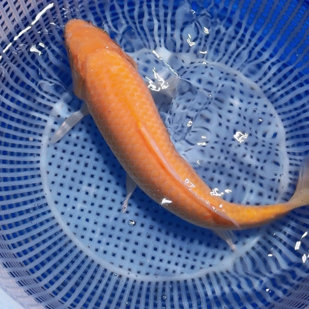 锦鲤精品甄选血统锦鲤