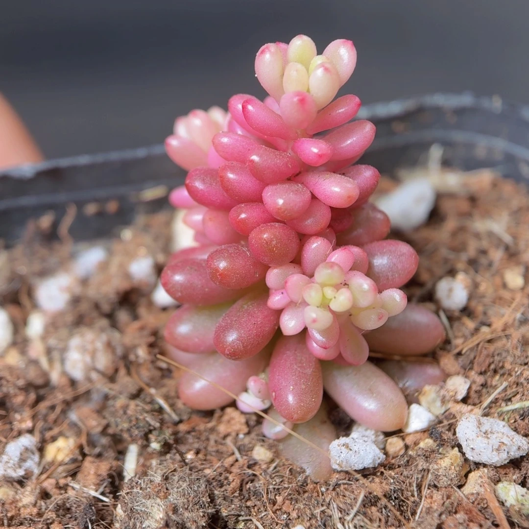 浆果锦多肉9.9包邮发货