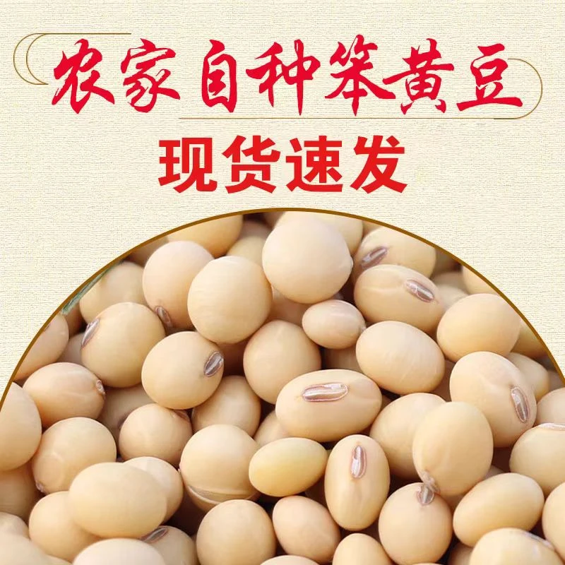 黄豆武都高海拔老品种黄豆