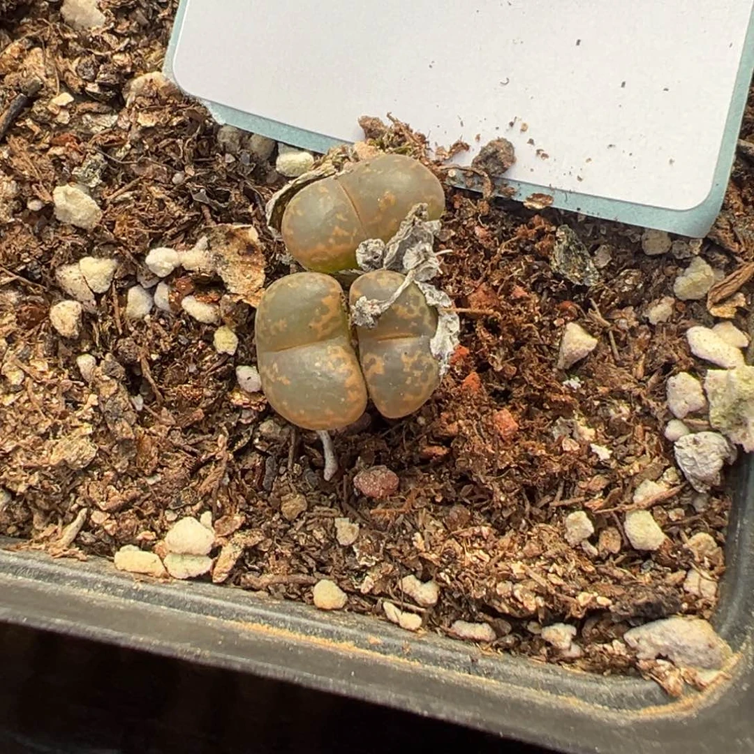 17-38肉锥多肉植物